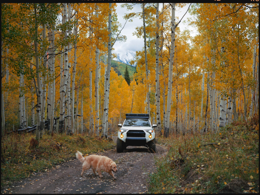 An overland Toyota 4Runner and a golden retriever, on a dirt road winding through yellow aspen trees, with Mt. Crested Butte in the background