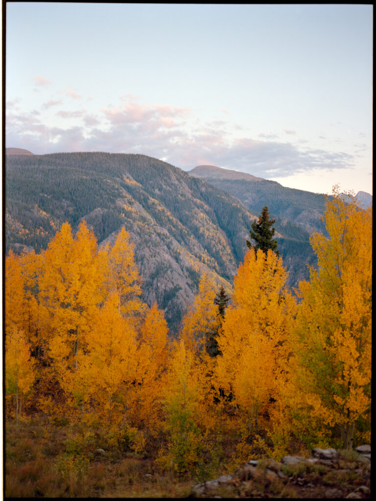 An aspen grove on Molas Pass, the sunset over the yellow fall colors